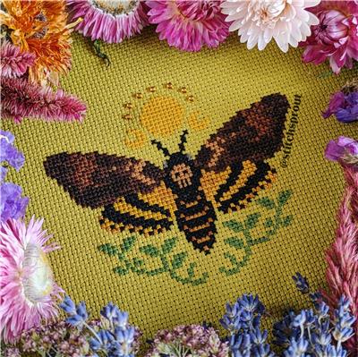 Death's-head Hawkmoth Sunrise